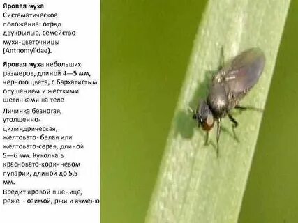 Систематическое положение мухи комнатной