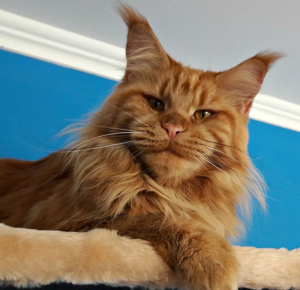 Рыжий кот мейн кун. Взрослый рыжий мейн кун. Рыжая кошка мейн кун. Взрослый рыжий мейн кун. Рыжие мейн куны.