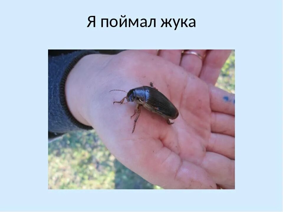 Жук-плавунец окаймленный. Жук плавунец цикл развития. Личинка жука плавунца. Жук плавунец собутыльник. Опасны ли жуки плавунцы.