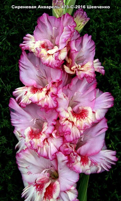 Гладиолусы шевченко татьяны. Сайт татьяны шевченко гладиолусы. Гладиолусы шевченко. Гладиолус grand prix. Сайт татьяны шевченко гладиолусы.
