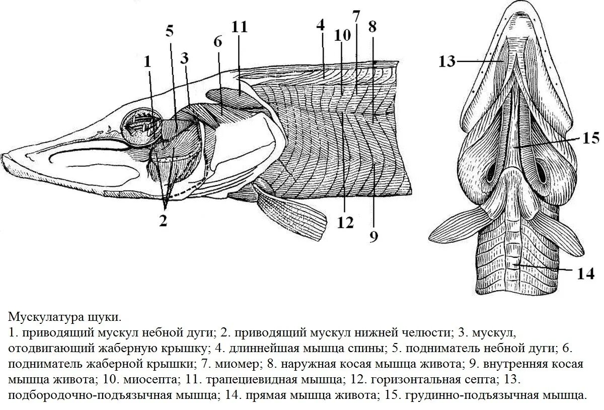 Внутреннее строение щуки. Мускулатура костистой рыбы. Костный скелет щуки. Строение костная рыба щука. Щука обыкновенная внутреннее строение.