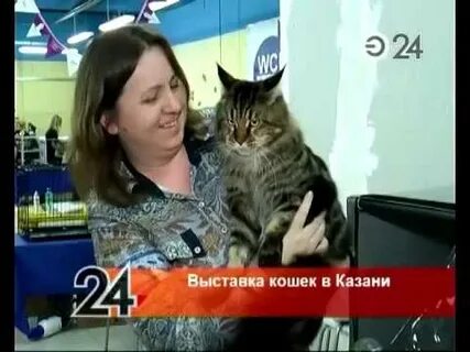Выставка кошек казань