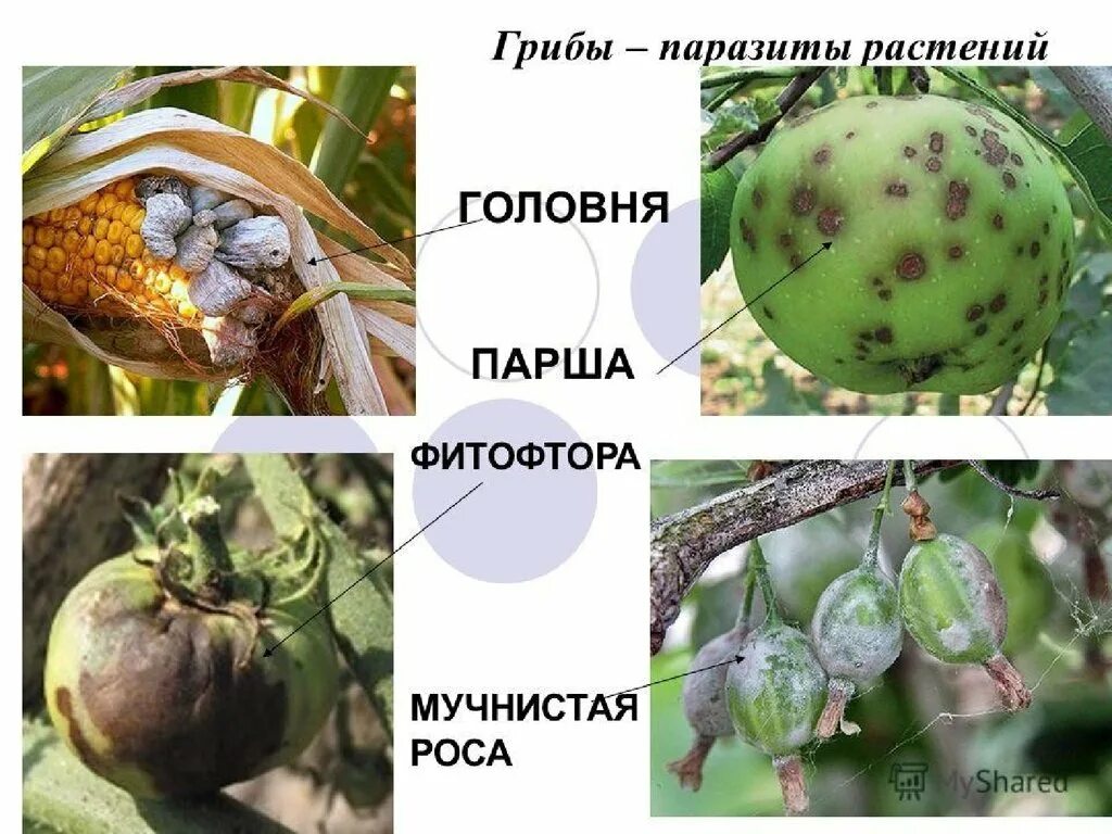 Группы грибов паразитов. Головня спорынья фитофтора. Грибы – Головня, трутовик, спорынья, фитофтора являются сапрофитами.. Головня спорынья фитофтора трутовик. Растения пораженные грибами паразитами.