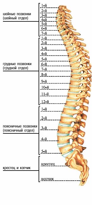 2 позвоночника