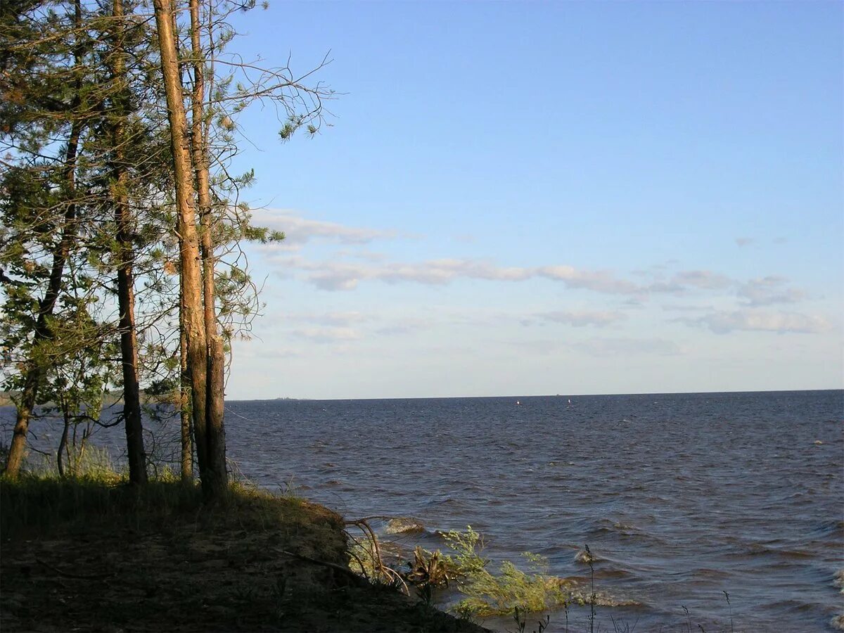 Остров Шумаровский Рыбинское водохранилище. Рыбинка Рыбинское водохранилище. Юршинский остров Рыбинское водохранилище. Рыбинское водохранилище Каменники.