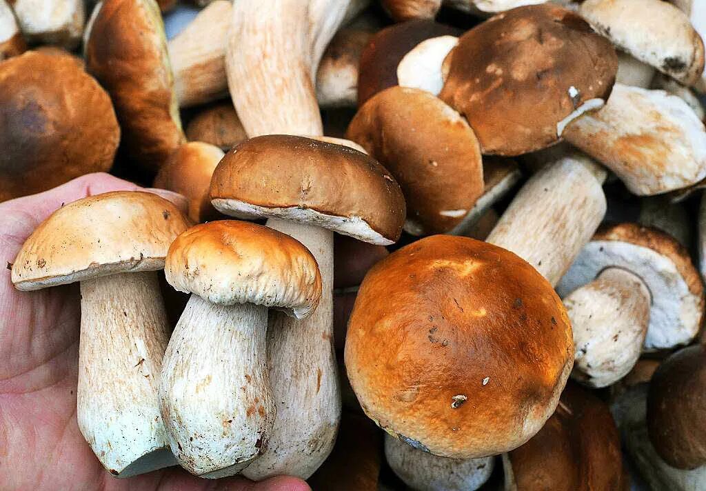 съедобные грибы и несъедобные грибы названия. названия связанные с грибами.