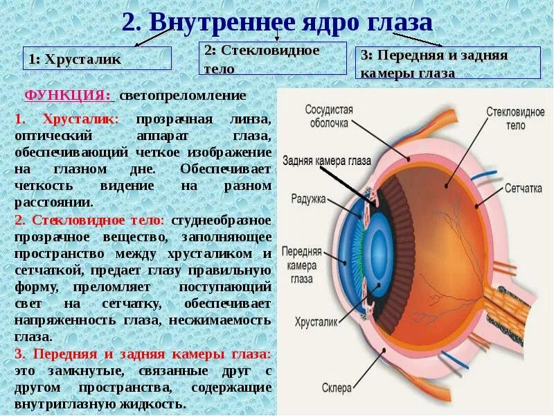 Виды оболочек глаза. Внутренние структуры глазного яблока строение и функции. функции внутренней оболочки глазного яблока. внутреннее ядро глазного яблока функции. строение внутренней оболочки глаза.
