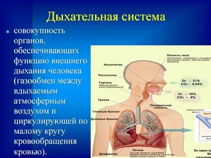Дыхательная система какая ткань