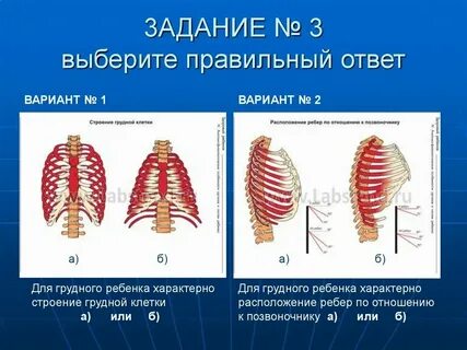 Грудная клетка у детей 3 лет