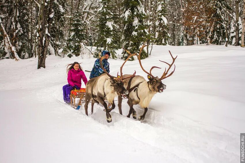 экскурсия к оленям. оленья ферма судимиръ деревня судимирка. усадьба судимир тверь оленья. экскурсия к оленям. ферма северный олень в подмосковье.