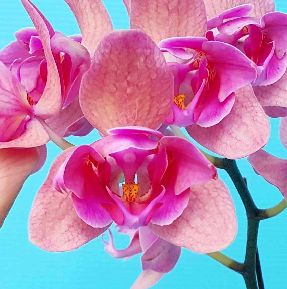 Орхидея pf. Фаленопсис пинк дрим. Орхидея блэк фейс. Pf 5030 фаленопсис. Pf 5030 фаленопсис.