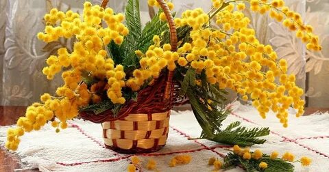 Поздравляю с днем мимозы