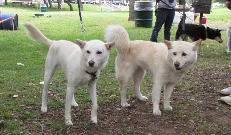 Пхунсан фото порода собак Файл:Kintamani dog  Википедия