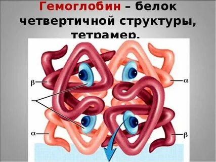 Уровень структурной организации гемоглобина