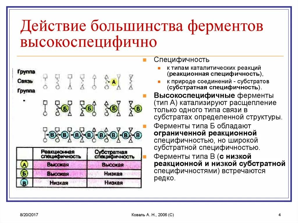 Примеры действия ферментов. Механизм действия ферментов схема. Примеры действия ферментов. Механизм действия ферментов. Механизм действия ферментов химия.