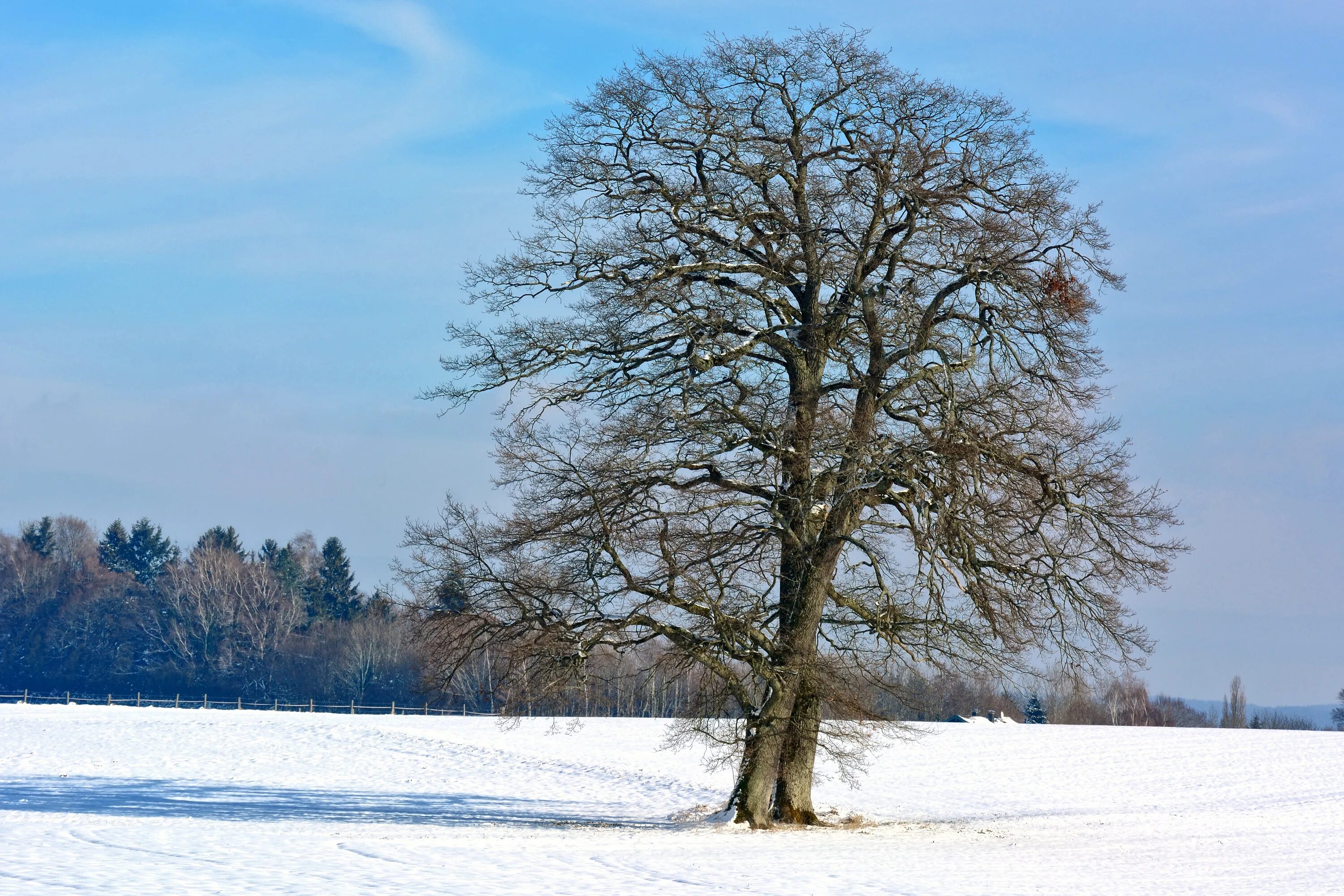 Какая погода в дерево. Деревья зимой. Дуб зимой. Клен зимой. Красивое развесистое дерево.