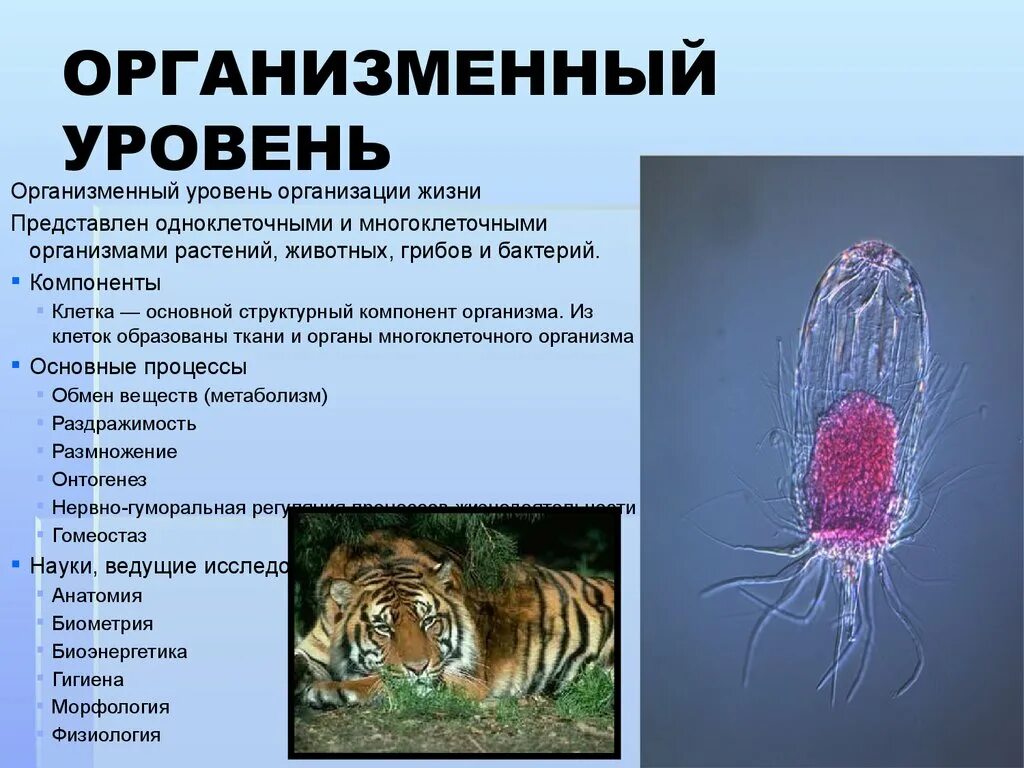 Соотнесите живые организмы с характером их. Живые системы на организменном уровне. Организменный уровень организации. Организменный уровень организации жизни. Организменный уровень организации живой материи клетки наука.