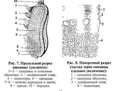Рис в разрезе
