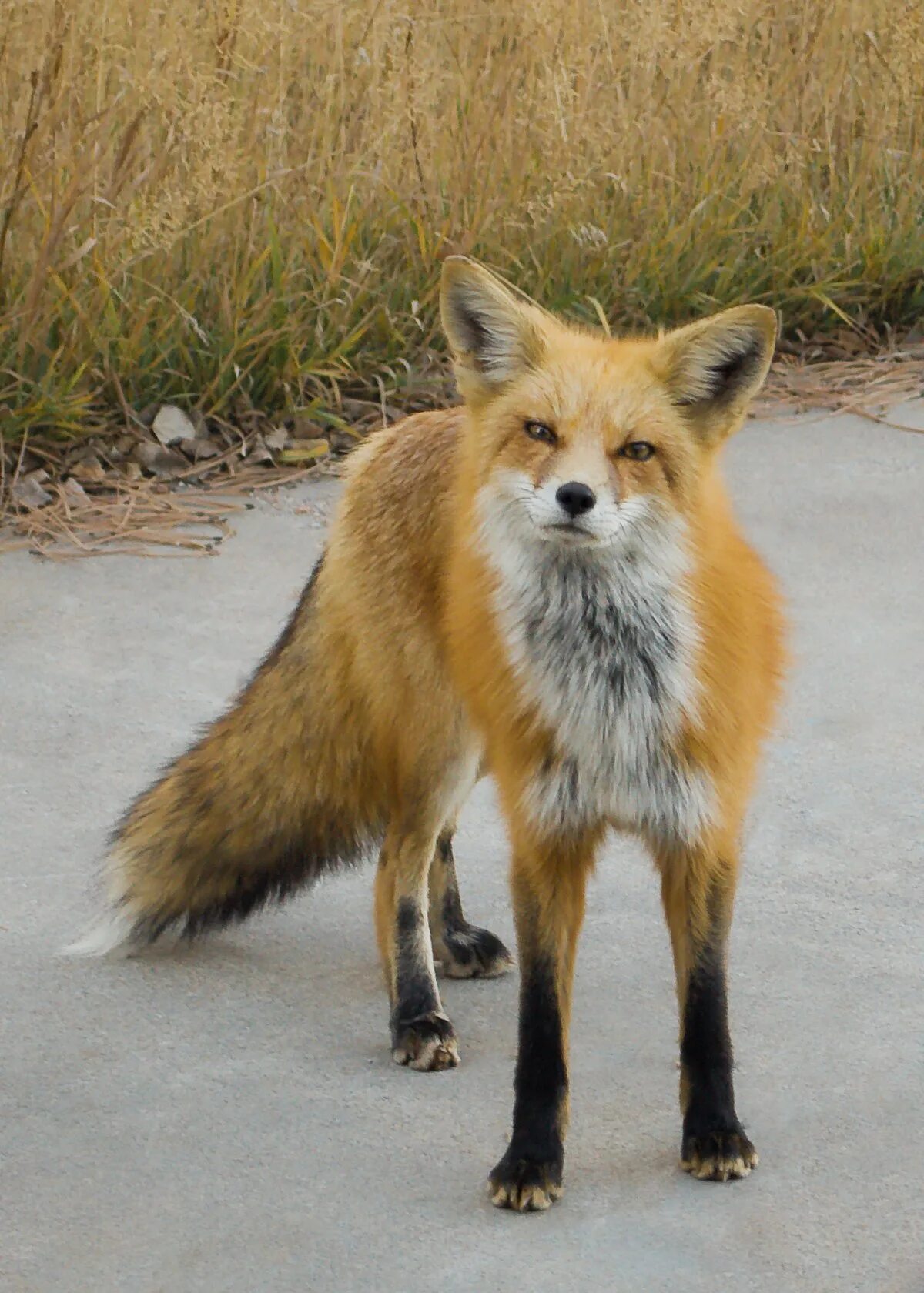 Fox wiki. Лисичка животное. Лисички звери. Лиса городская. Корейская лиса животное.