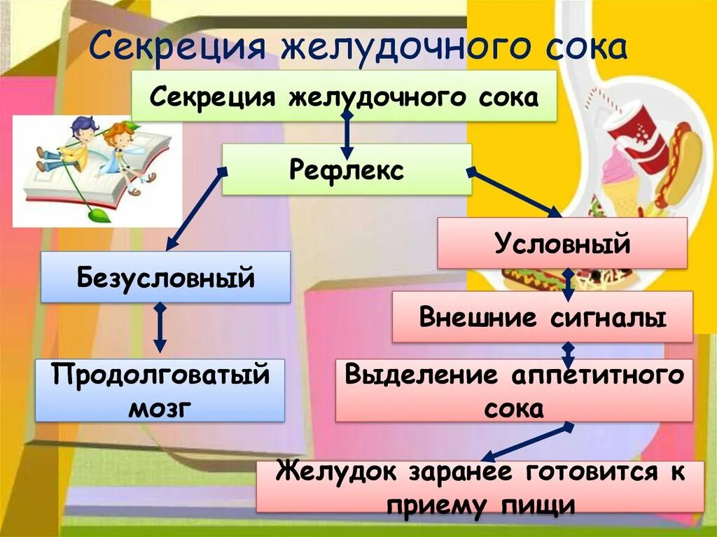 Почему выделяется желудочный сок. Секреция желудочного сока. Механизм сокоотделения желудочного сока. Механизм выработки желудочного сока. Механизм секреции желудочного сока.