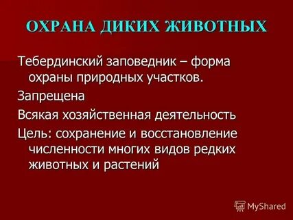 Дикий текст
