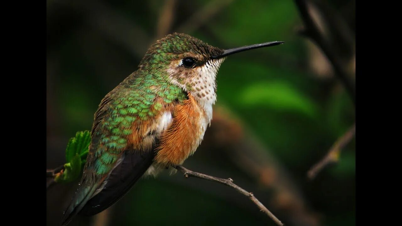 Соловей обыкновенный фотомалиновпа. Гул птиц. Птица с подбородком. Гул птиц. Рыжая птица фрегат.