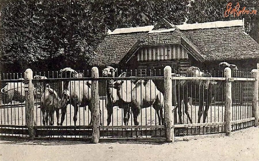 Кто организовал московский зоосад в 19 веке. Зоопарк Кенигсберг 1896. Кенигсбергский зоопарк Калининград. Зоопарк в Калининграде 1896. Зоопарк 1896 года Калининград.