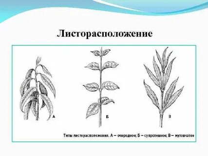 Лист лист чередование