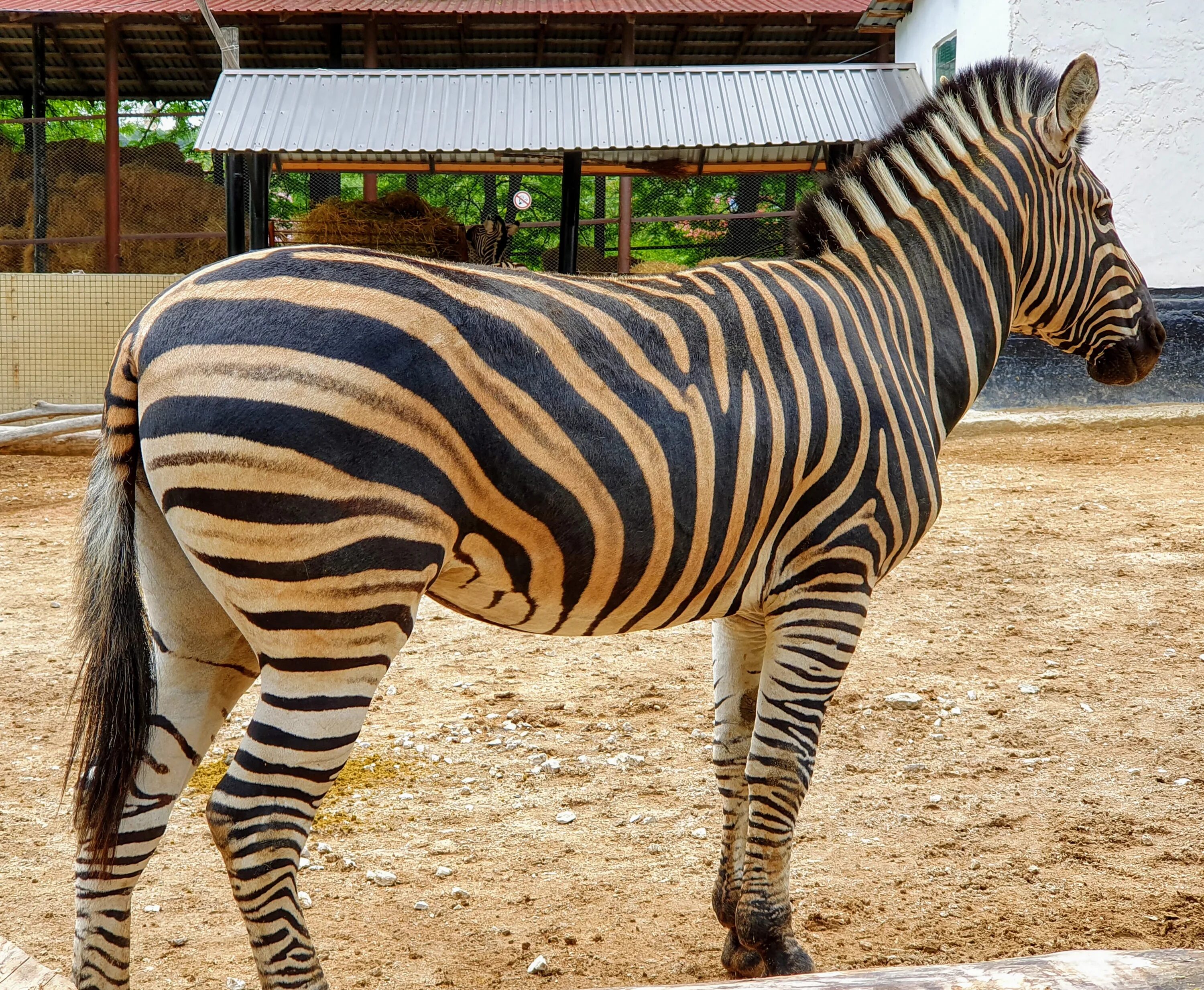 Тайный зоопарк, москва. Зоопарк красная площадь. Московский зоопарк москва животные. Московский зоопарк москва. Тайный зоопарк, москва.