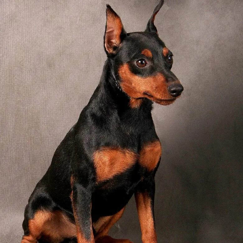 Best Dog Food For Miniature Pinscher Hotsell beztabaka.by