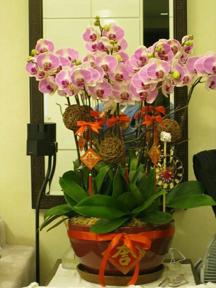 建 兰(学 名.Cymbidium ensifolium).国 兰 的 一 大 种 群.其 花 浅 黄 绿 色.芳 香.与 其 它 种 类 国 兰