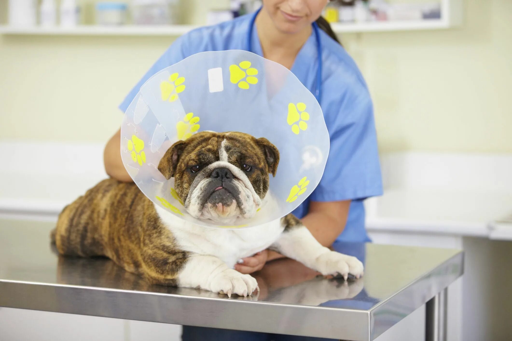 Плюсы ветеринара. Стоматология животных. Собака терапевт.