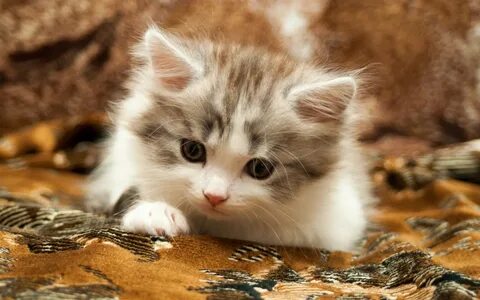 Фото маленьких красивых котят