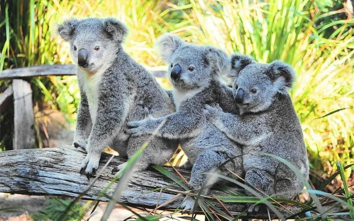 Австралийская коала. Австралийский сумчатый медведь коала. Мишка коала. Медведи коалы в Австралии.
