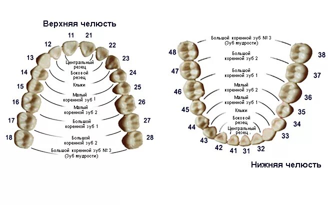 Схема зубов человека с нумерацией стоматологии. Нумерация зубов у человека в стоматологии схема взрослых. Нумерация зубов в стоматологии схема у детей. Нумерация зубов в стоматологии схема у взрослых верхняя челюсть.