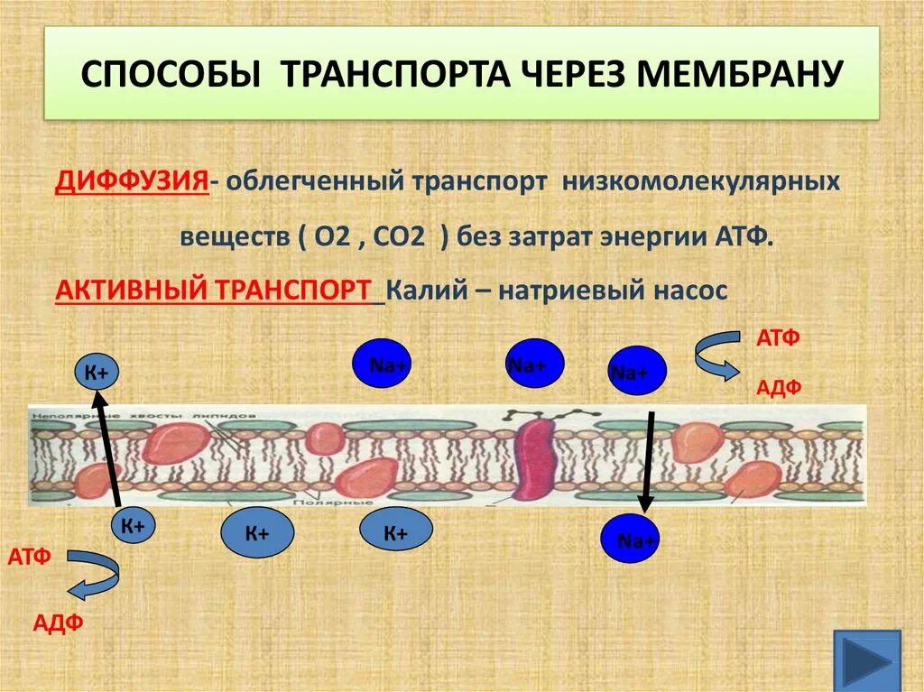 Простая диффузия веществ через мембрану. Транспорт веществ через клеточную мембрану таблица. облегченный транспорт. облегченный мембранный транспорт. облегченная диффузия – транспорт веществ.