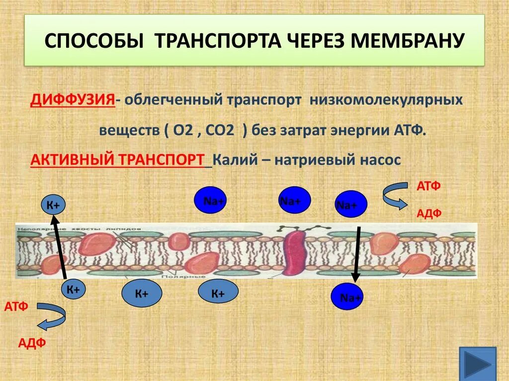 Транспорт через мембрану. Способы транспорта через мембрану. Облегчённый транспорт через мембрану. Транспорт веществ в мембране. Диффузный путь