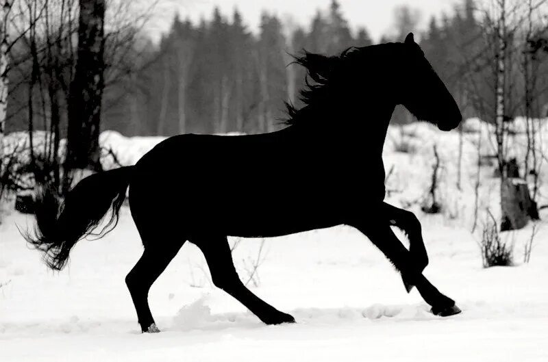 Черный конь песня. Вороная лошадь зимой. Вороная лошадь зимой обои. Вороные лошади из бумаги с двух сторон. Фото самых красивых лошадей в мире зимой вороные.