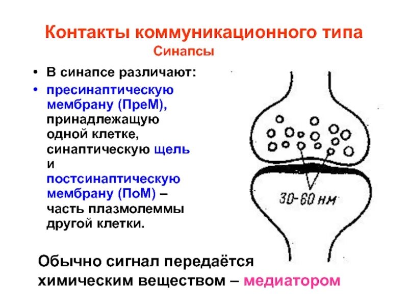 Соединение синапсов. Таблица электрические синапсы химические синапсы. строение электрического синапса. классификация синапсов физиология. синаптическая щель.