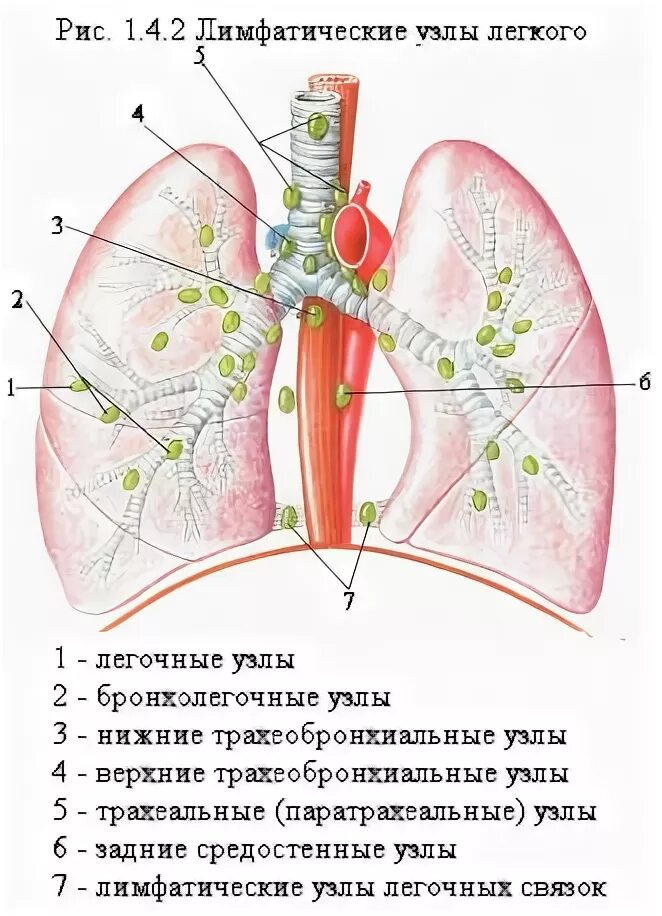 Узлы в легких что это. Лимфатическая система легких схема. Лимфатические узлы легких анатомия. Схема лимфатических узлов легких. Легкое регионарные лимфоузлы.