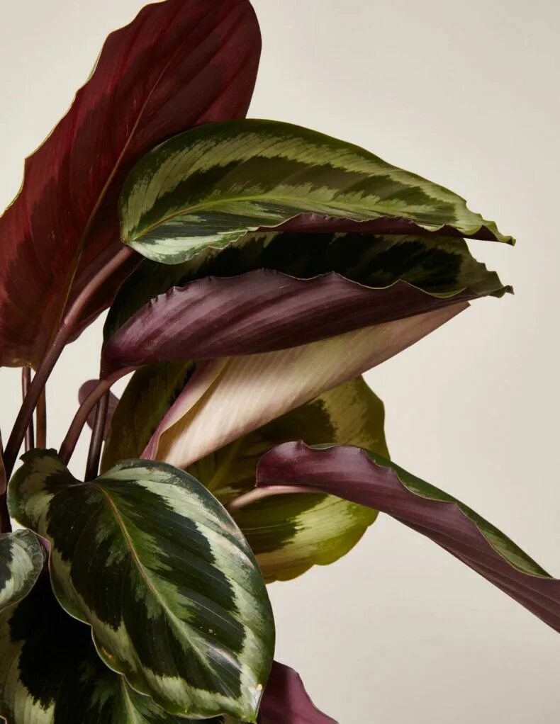 Калатеи виды и сорта фото