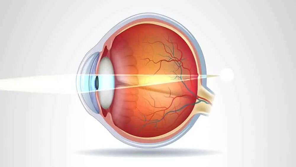 Физ око. Строение глаза. Преломление лучей в глазном яблоке. Фокусировка на сетчатке. Макет глаза человека.