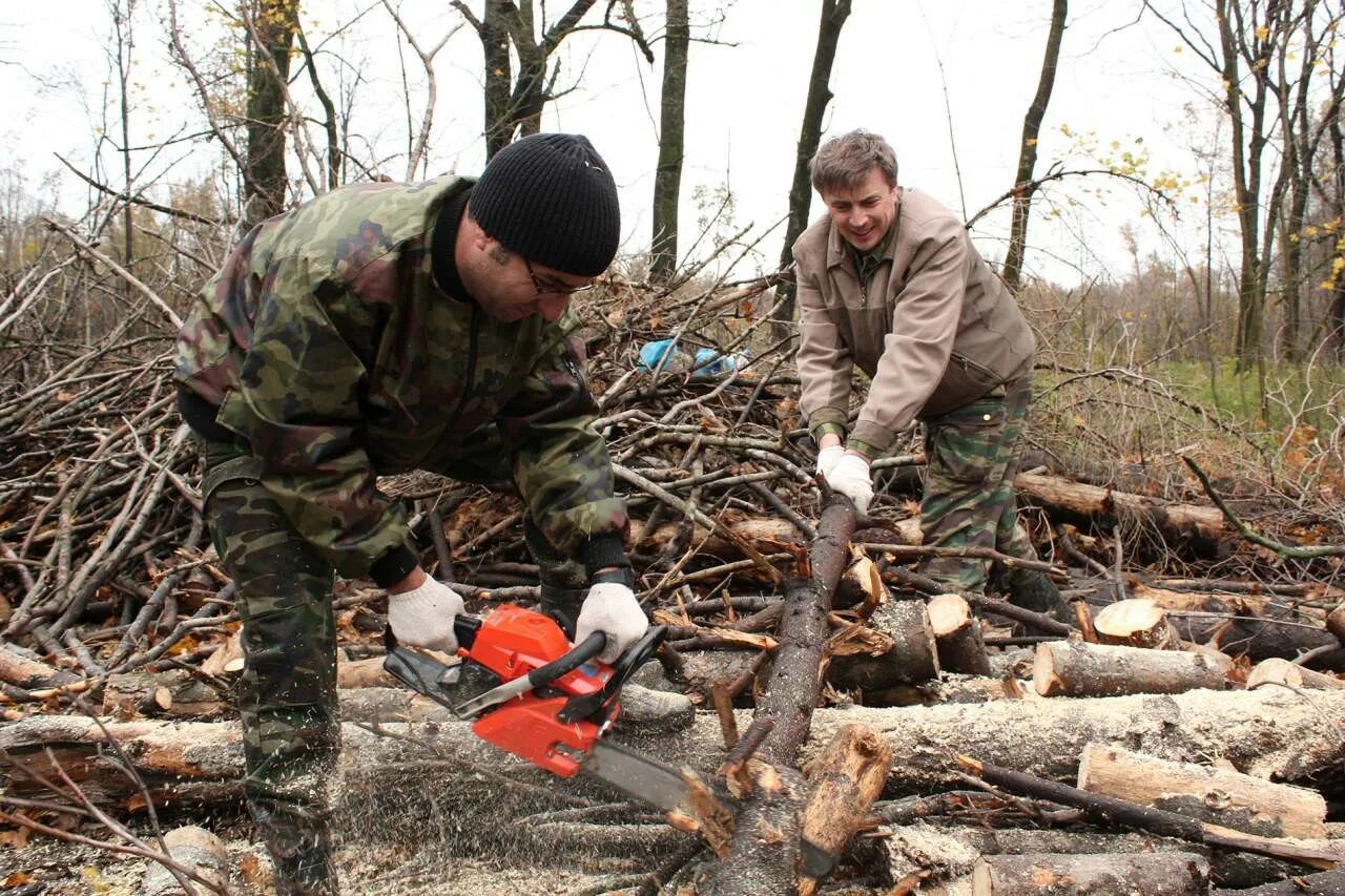 Пилим валежник