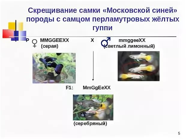 Гуппи скрещивание разных пород. Селекция гуппи. Селекция аквариумных рыбок. Селекция аквариумной рыбки гуппи. Селекционер скрестил самку чистой линии мыши черного