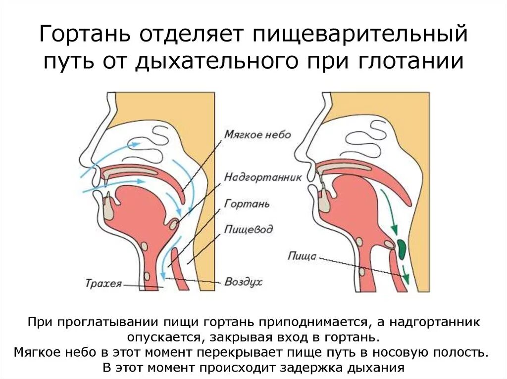 Хруст в ушах при глотании. Строение гортани надгортанник. Строение горла и дыхательных путей. Дыхательные пути в гортани. Попадание пищи в гортань.