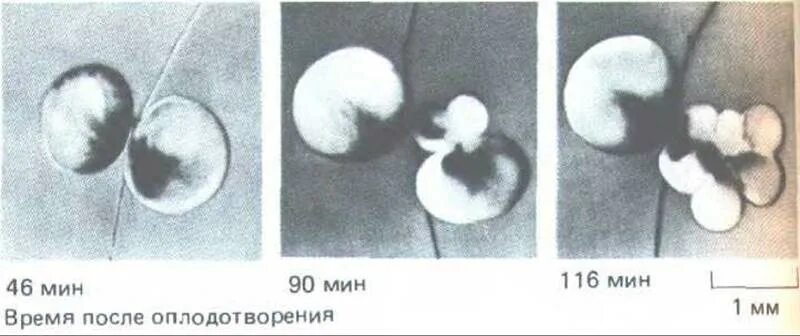 Начальный этап развития оплодотворенного яйца носит название. Деление оплодотворенного яйца. Рисунок 68 дробление оплодотворённого яйца. Бэр развитие начинается с оплодотворенного яйца. Как определить на 1 дне что яйцо оплодотворено.