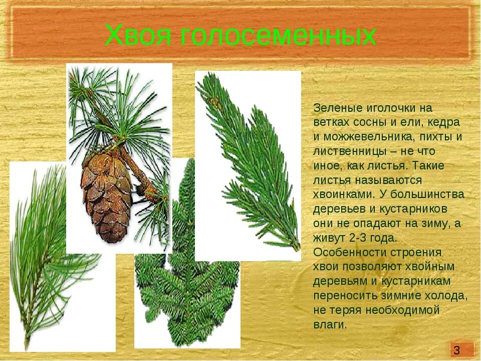 Характеристика отдела голосеменных растений хвойные. Свойства хвойных растений. Свойства хвойных растений. Голосеменные растения в медицине. Сосна ель лиственница шишки.