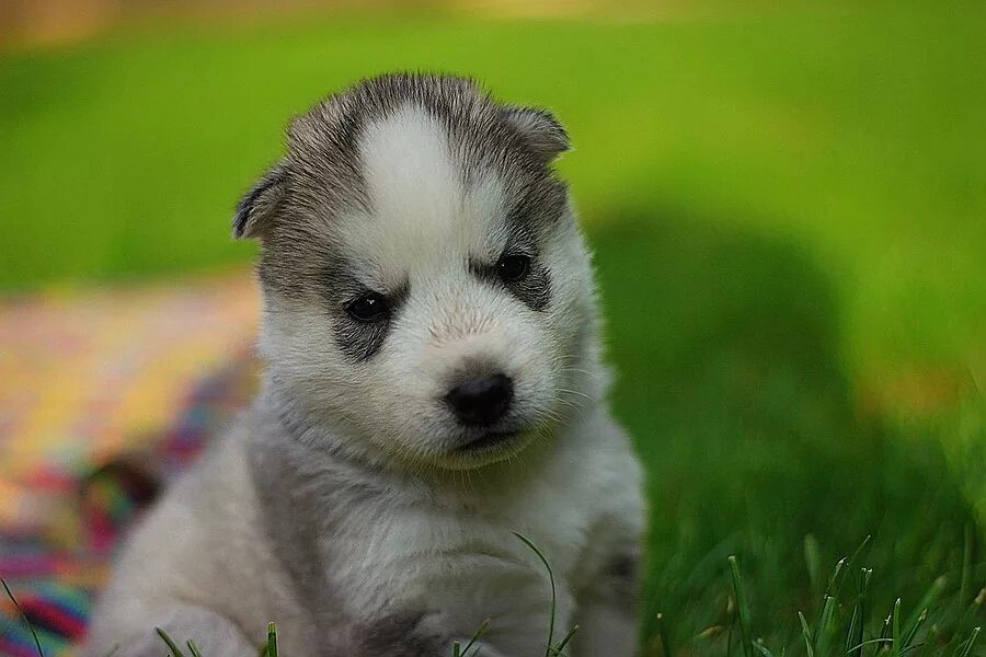 фото щенков минск. щенки минск. купить собаку в минске. собака улыбака. аляскинский маламут щенок.