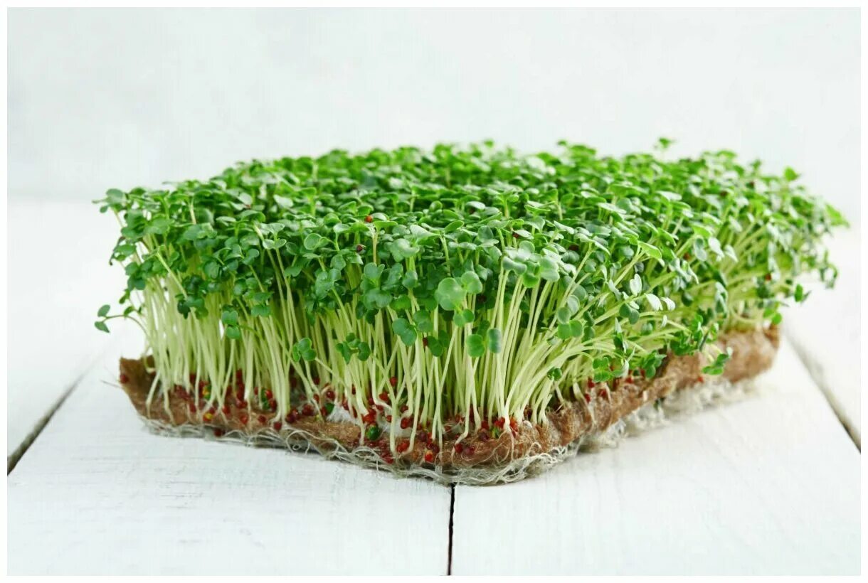 Проращиватель микроферма. Как выращивать микрозелень на коврике. Микрозелень брокколи. Капуста пак чой микрозелень. Микрозелень на джутовом коврике.