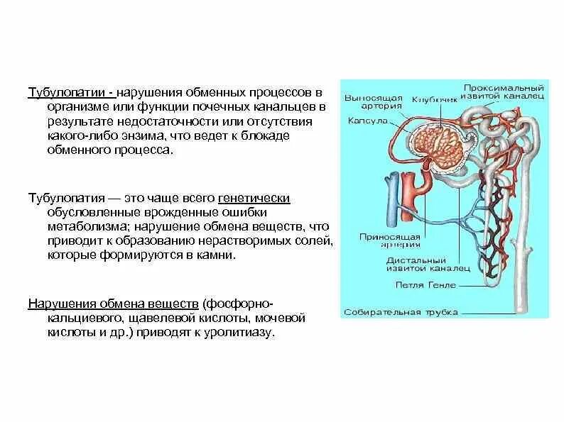 Нарушение их функционирования приводит к. Нарушение их функционирования приводит к